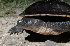 Chelodina canni