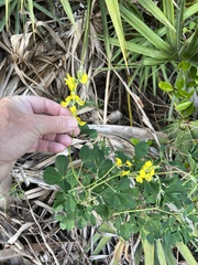 Crotalaria