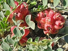 Astragalus calycinus