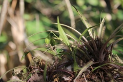 Prosthechea cochleata