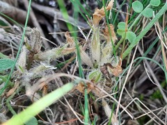 Astragalus dolichophyllus
