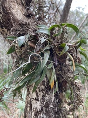 Epidendrum conopseum