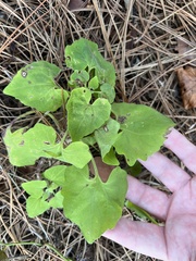 Mikania cordifolia