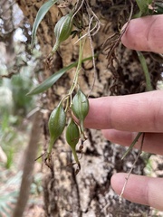 Epidendrum conopseum
