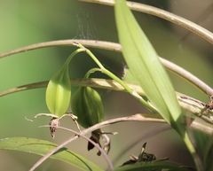 Prosthechea cochleata