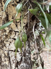 Epidendrum conopseum
