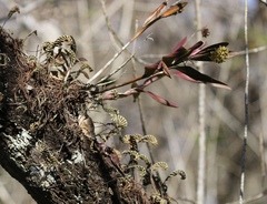 Epidendrum amphistomum