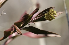 Epidendrum amphistomum