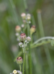 Erigeron primulifolius