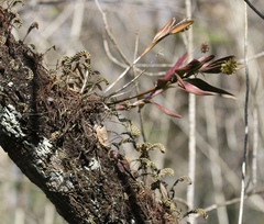 Epidendrum amphistomum