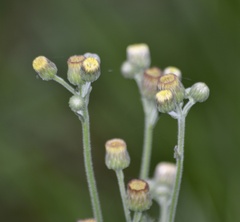 Erigeron primulifolius