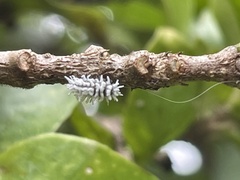 Cryptolaemus