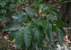 Guioa acutifolia