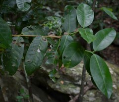 Ixora timorensis