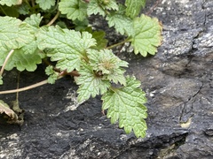 Lamium hybridum