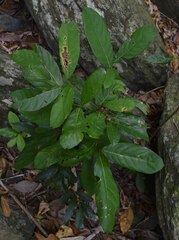 Cryptocarya hypospodia