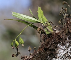Prosthechea cochleata