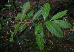 Salacia disepala