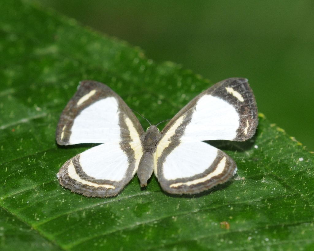 Baeotis felix