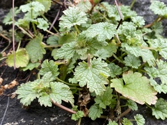 Lamium hybridum