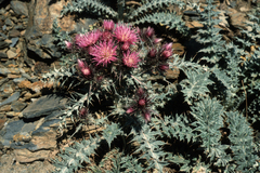 Carduus carlinoides