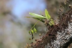 Prosthechea cochleata