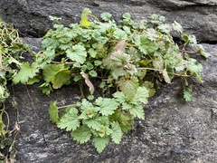 Lamium hybridum