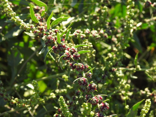 Beta macrocarpa (Beta macrocarpa)