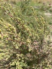 Pimelea serpyllifolia