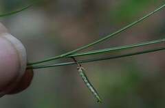 Cyperus enervis