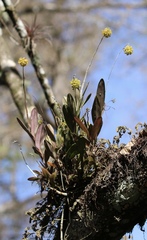 Epidendrum amphistomum