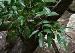 Ficus drupacea