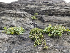 Lamium hybridum