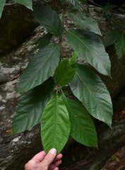 Ficus congesta