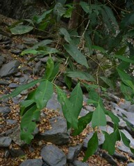 Syzygium tierneyanum