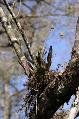 Epidendrum amphistomum
