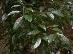 Cryptocarya triplinervis riparia