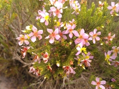 Microlicieae