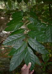 Gomphandra australiana