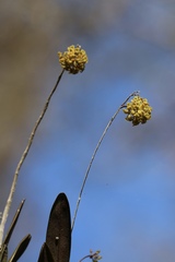 Epidendrum amphistomum