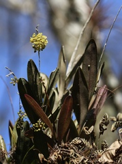 Epidendrum amphistomum