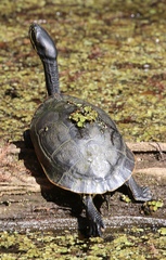 Deirochelys reticularia chrysea