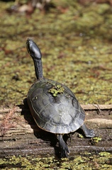 Deirochelys reticularia chrysea