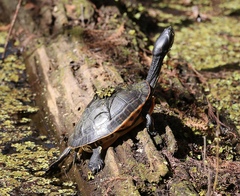 Deirochelys reticularia chrysea