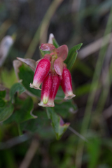 Cavendishia bracteata