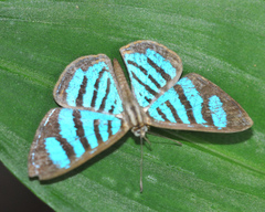 Argyrogrammana trochilia