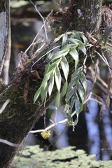 Epidendrum amphistomum
