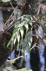 Epidendrum amphistomum