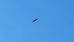 Cathartes aura