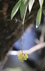 Epidendrum amphistomum